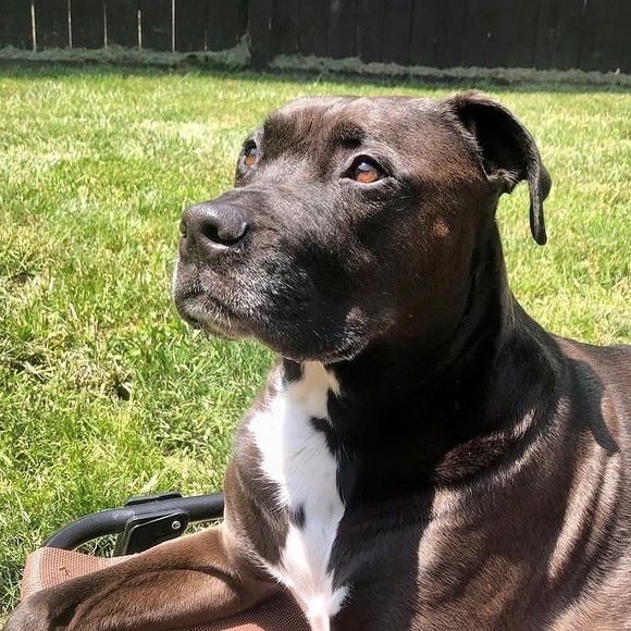 My rescue babies🐾Reilly,Baya & the newest Apryl …now the newest newest… Elynor! - Picture 11 of 12